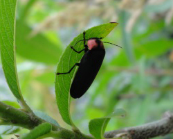 葉陰で休むホタル