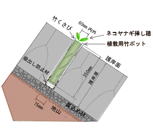 ネコヤナギ・エコ工法の手順！