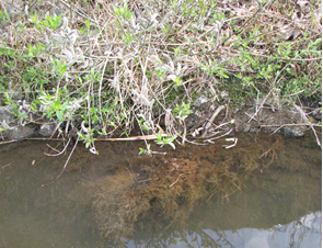 自生のネコヤナギから発生した水中根の塊