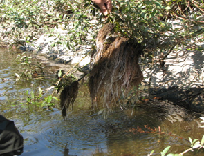 植栽したネコヤナギの枝から発生した水中根の塊